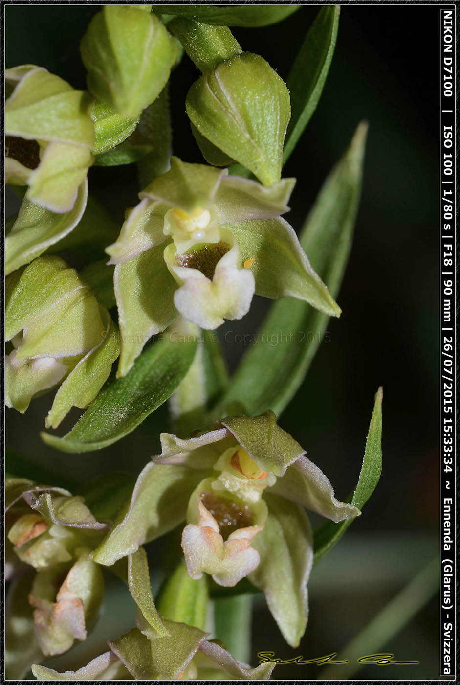 Epipactis helleborine dalla Svizzera 4